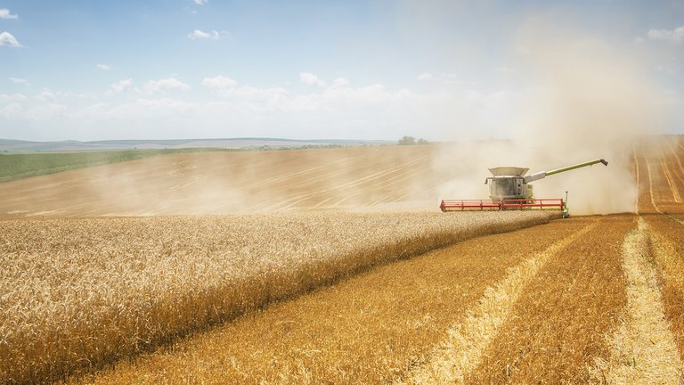 En momentos de sequía de dólares, las exportaciones de trigo y cebada aportarán unos USD 5.000 millones
