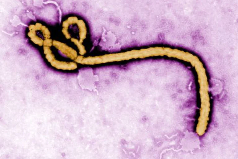 El brote de ébola produjo 23 muertes en Uganda, y la OMS evaluó el riesgo de propagación global