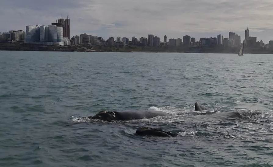 Visitantes frecuentes: advierten marcado aumento de ballenas jorobadas en la costa bonaerense