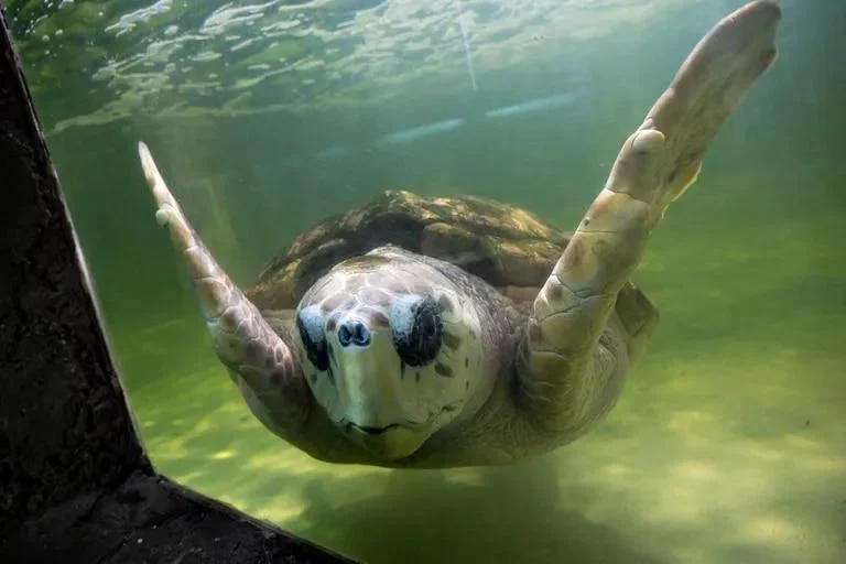 Trasladan a Mar del Plata al tortugo “Jorge” en avión privado tras 40 años de cautiverio